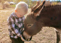 Mini Donkey Therapy