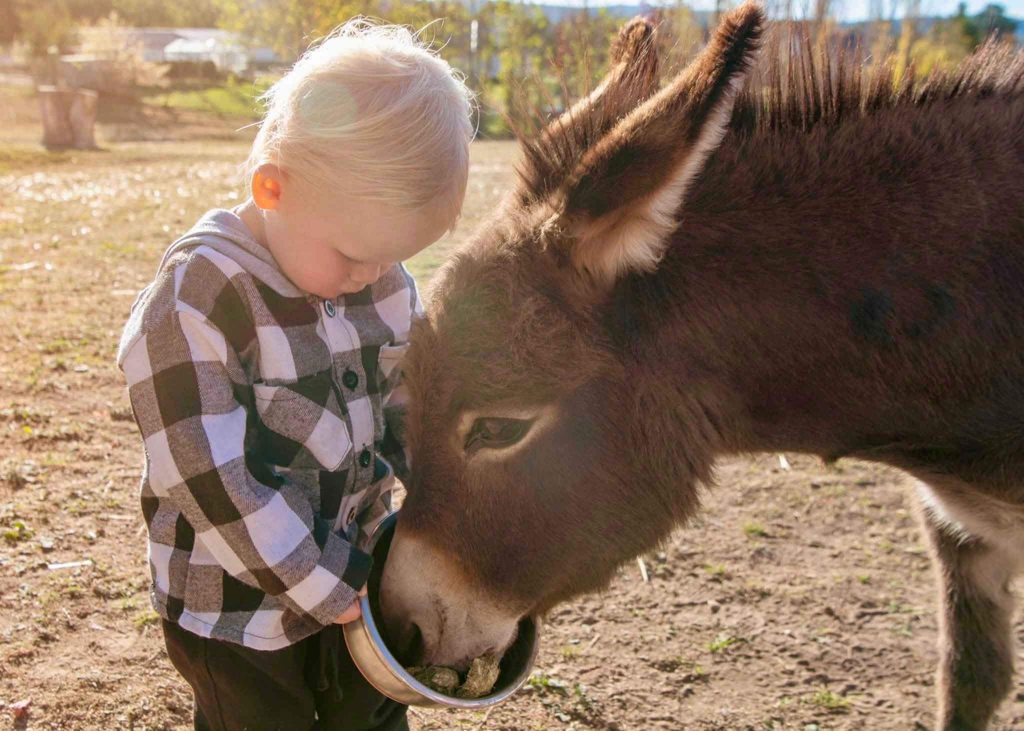 Mini Donkey Therapy