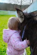 Mini donkey therapy