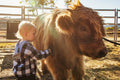 Fringe & Field: A Heritage Calf Encounter